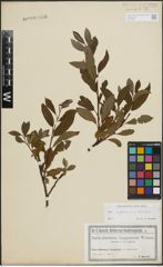 Foto von Salix lapponum L. x Salix silesiaca Willd.